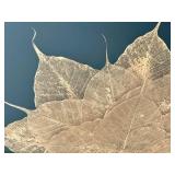 GBR - Framed Botanical Leaf Wall Art