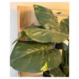 LL - Artificial Philodendron Plant in Black Planter