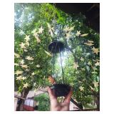 Hanging Star Globe Light Fixture