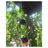 Hanging Star Light Globe Lantern