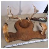 Vintage Mount - White tail deer rack with hoofed Gun Rack  2 ft wide