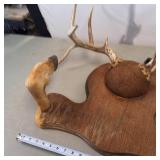 Vintage Mount - White tail deer rack with hoofed Gun Rack  2 ft wide