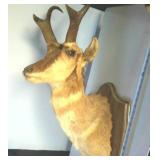 Wall hanging Ibex Shoulder Mount, 30 inches tall, 12+ inches wide