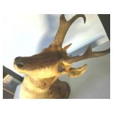 Wall hanging Ibex Shoulder Mount, 30 inches tall, 12+ inches wide