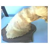 Wall hanging Ibex Shoulder Mount, 30 inches tall, 12+ inches wide
