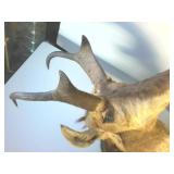 Wall hanging Ibex Shoulder Mount, 30 inches tall, 12+ inches wide