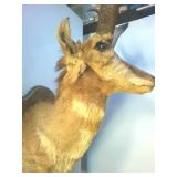 Wall hanging Ibex Shoulder Mount, 30 inches tall, 12+ inches wide