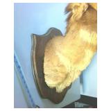Wall hanging Ibex Shoulder Mount, 30 inches tall, 12+ inches wide