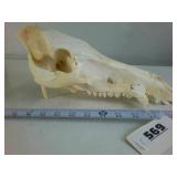 Bovine Skull (cleaned)