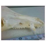Bovine Skull (cleaned)
