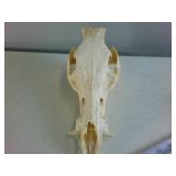 Bovine Skull (cleaned)