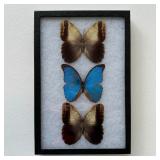 Butterfly Specimens