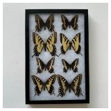 Butterfly Specimens