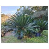 Let it Go Lifestyle in Zellewood-Huge Sago Palm Farm