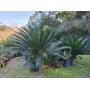 Let it Go Lifestyle in Zellewood-Huge Sago Palm Farm