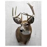 White tail deer mount