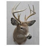 White tail deer mount