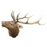New Mexico Elk