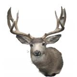 Canadian Mule Deer