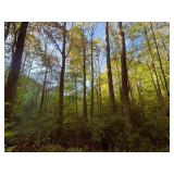 84+/- Acre Lewis County Prime Timber Land