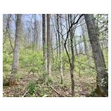 20 +/- Acre Braxton County WV Land 