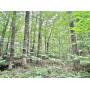 29+/- Acre Nicholas County WV Land 