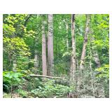 30+/- Acre Clay County Timber Land 