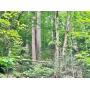 30+/- Acre Clay County Timber Land 
