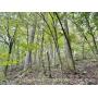 41+/- Acre Gilmer County Land with Harvestable Timber 