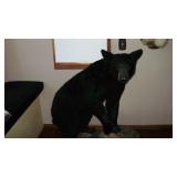 Living Estate Auction