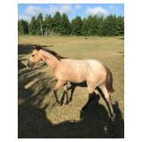 HIP# 23 - GOTTA GO HANCOCK