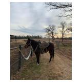 Hip# 42 - SAN PEPPY pic 1