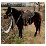 Hip# 42 - SAN PEPPY pic 2