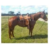 Hip# 48 - DOUBLE CINCO BARS pic