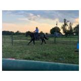 Hip # 51 - IMA GIGGLINVALENTINE pic 6