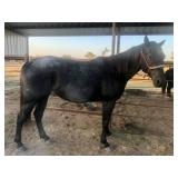 Hip # 51 - IMA GIGGLINVALENTINE pic 2