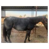 Hip # 51 - IMA GIGGLINVALENTINE pic 3