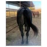 Hip # 51 - IMA GIGGLINVALENTINE pic 4