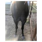 Hip # 51 - IMA GIGGLINVALENTINE pic 5