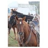 27th Annual Spring Used Tack, Saddle & Horse Auction