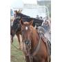 27th Annual Spring Used Tack, Saddle & Horse Auction