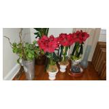 Flower and Plants Decor