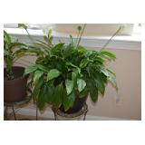 Large Houseplant