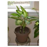 Large Houseplant