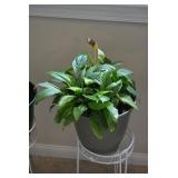Large Houseplant