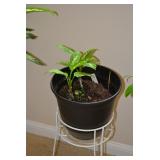 Large Houseplant