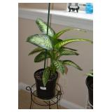 Large Houseplant