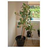 Large Houseplant