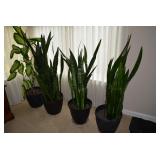 Large Houseplant