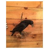 Mounted Black Crow